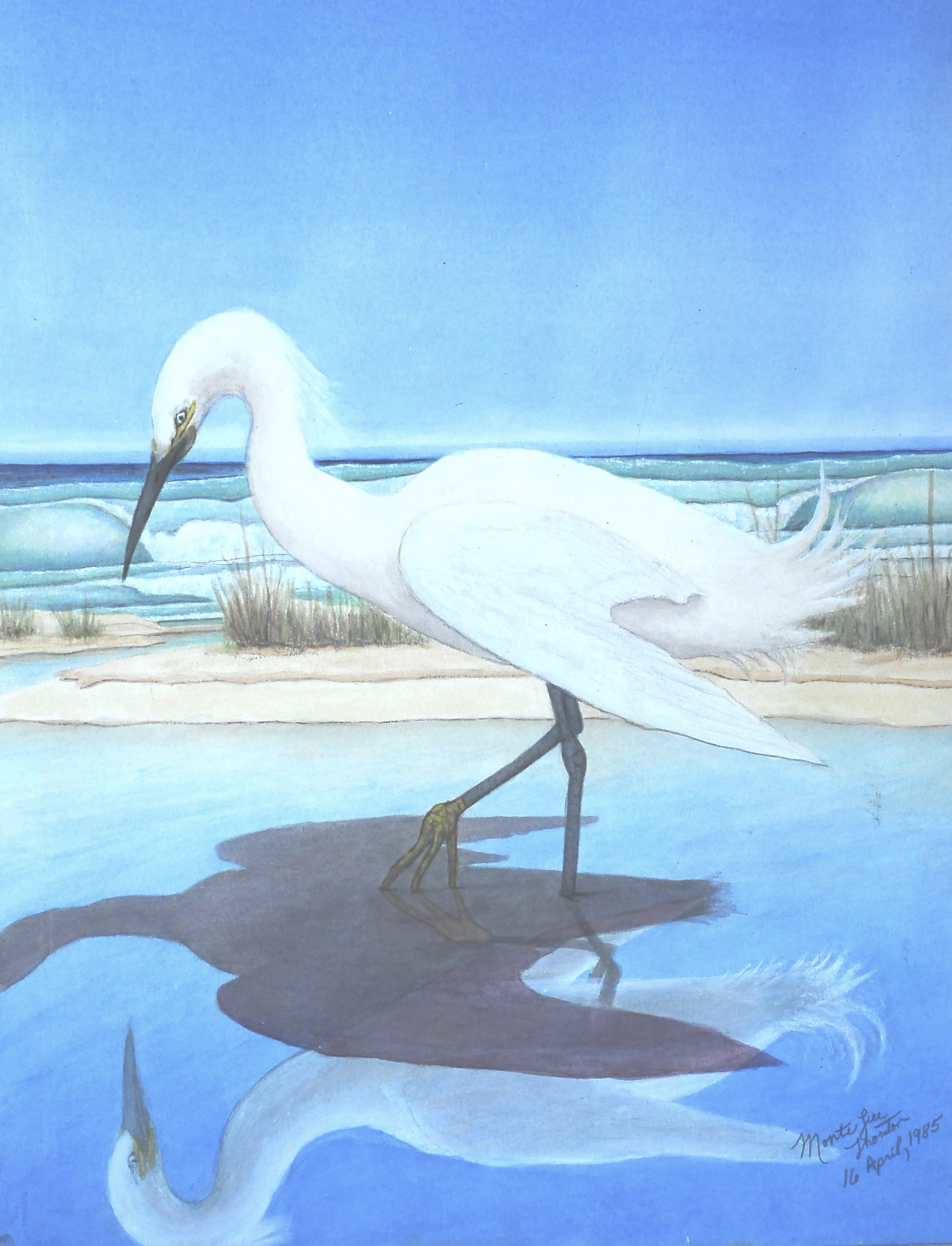 1985 Studies of the Snowy Egret in Vertebrate Biology. 24x26 $3460 by Monte Thornton