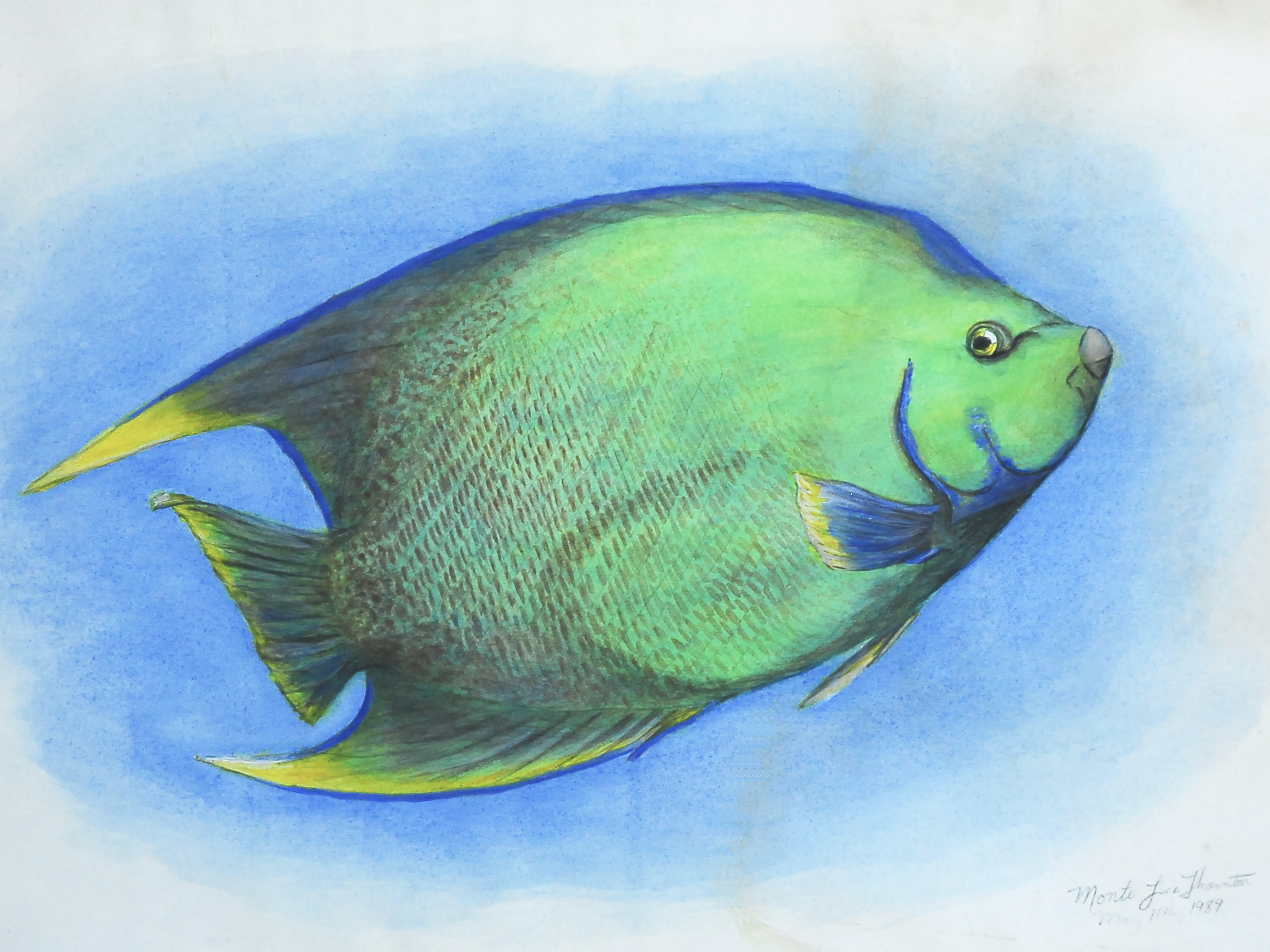 Bluegreen Angelfish series 3 of 3. Painted in 1989 by Monte Thornton.