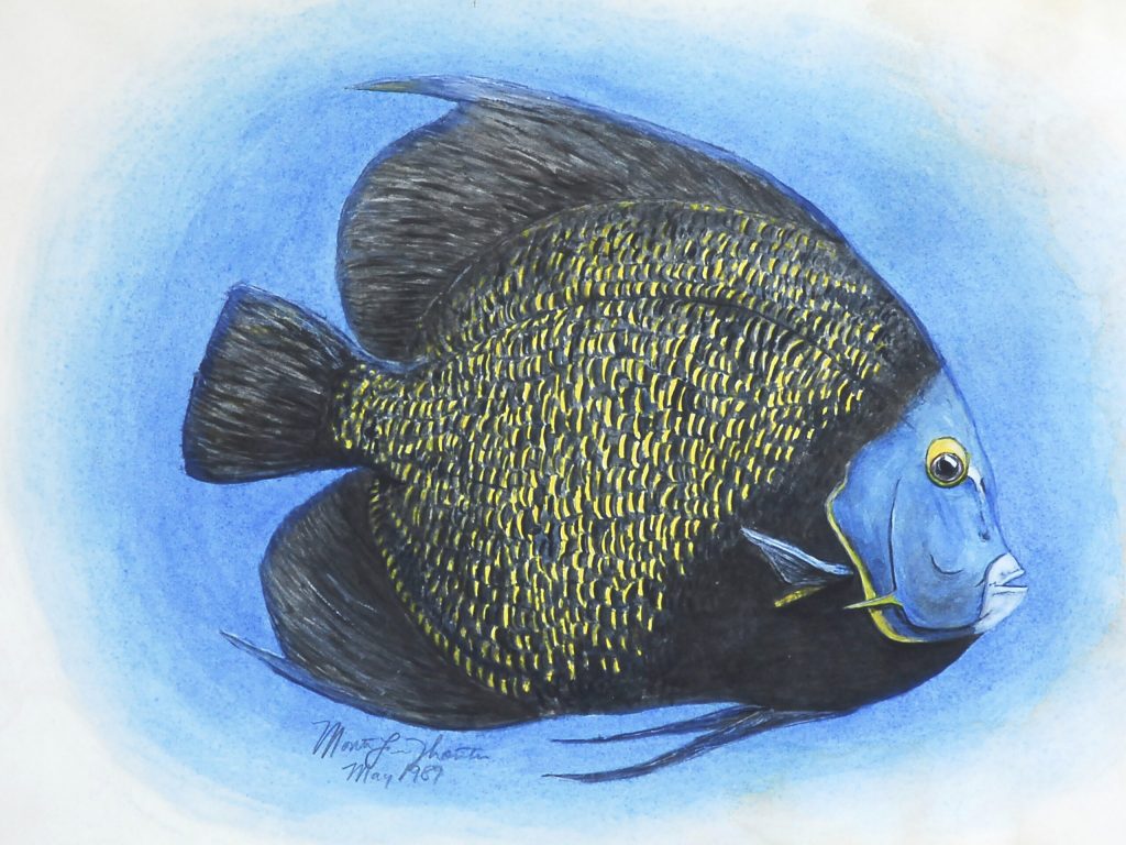 French Angelfish series 3 2 of 3. Painted in 1989 by Monte Thornton.