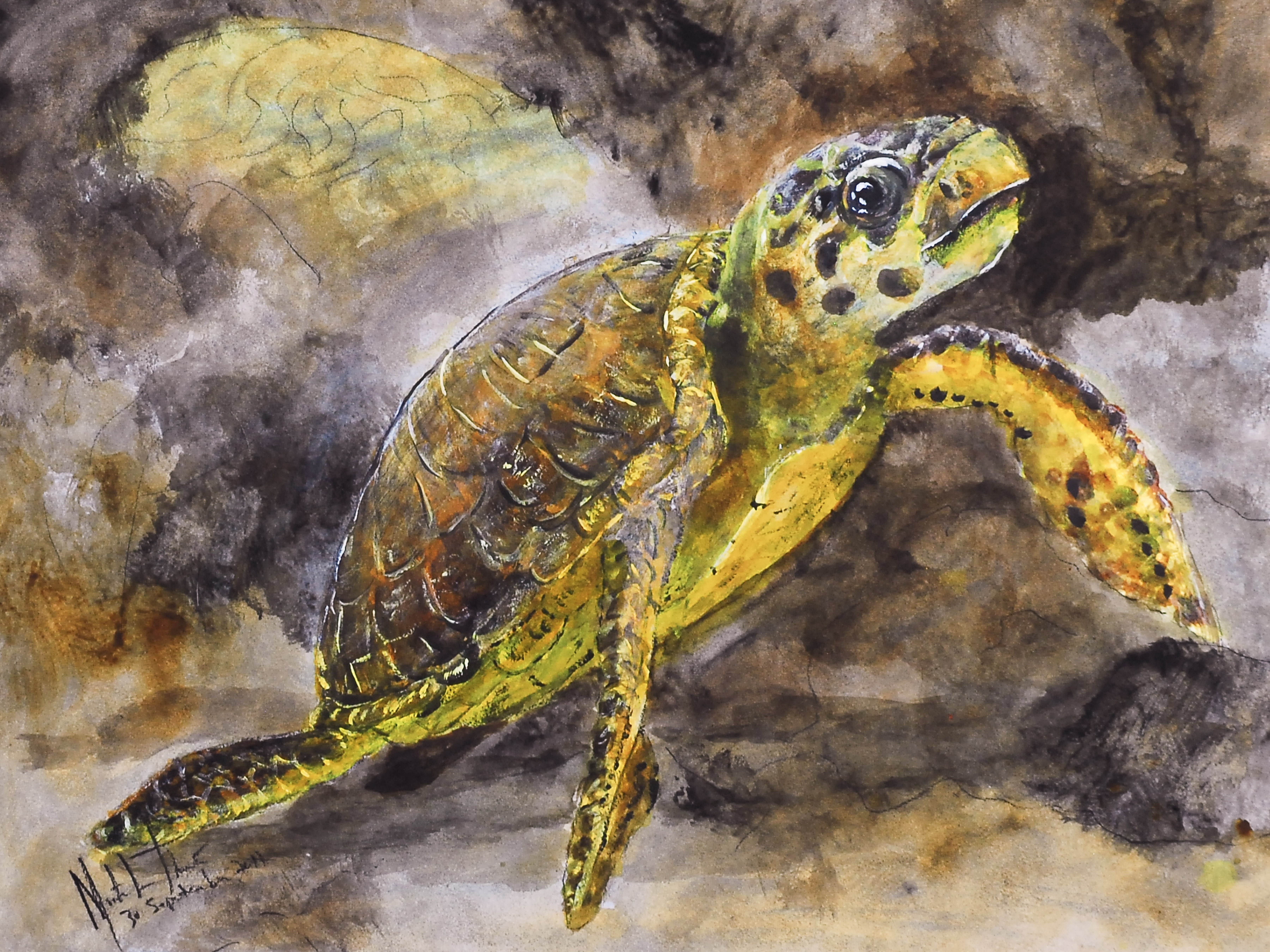 2011 Sea Turtle Scott Dock Reef 26x36 Arches watercolor paper with Acrylic washes. $1400 by Monte Thornton