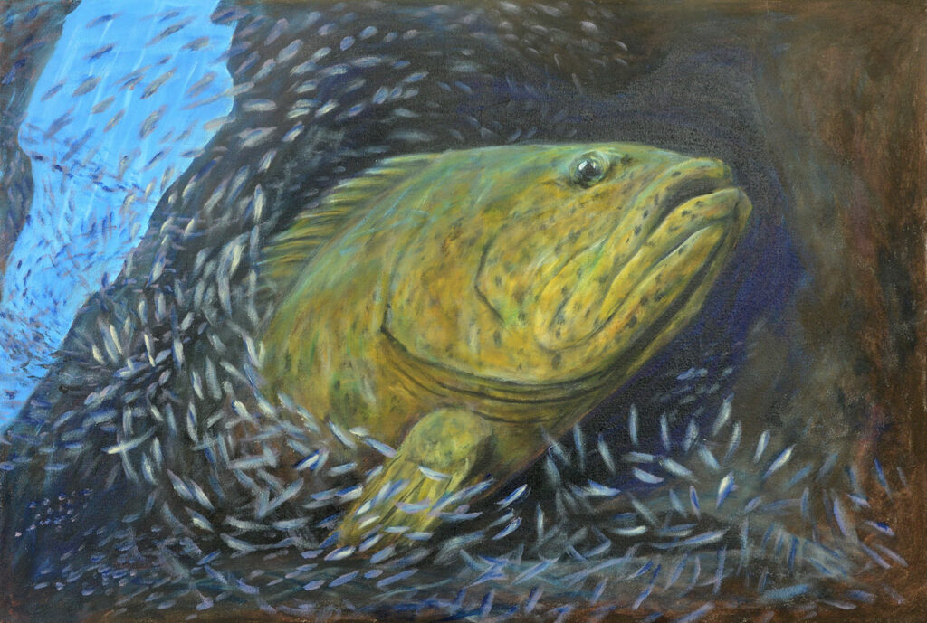 Eden Rock Goliath Grouper with Silver Sides 2017 by Monte Thornton